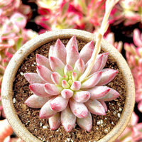 Rare Succulents - Echeveria Goldfish Hime