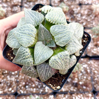 Rare Haworthia Comptoniana Crystal Round Leaves