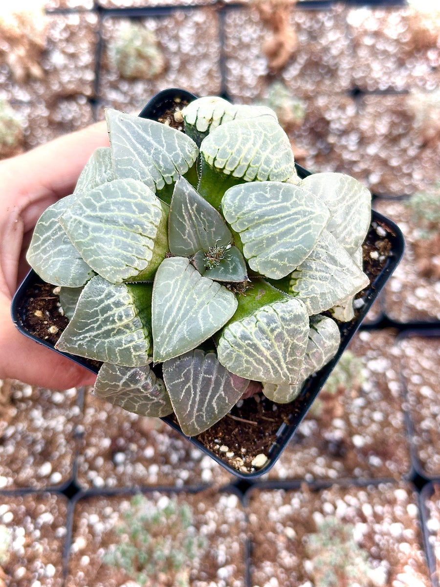 Rare Haworthia Comptoniana Crystal Round Leaves