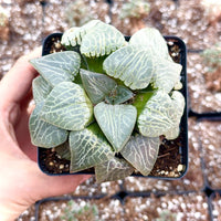 Rare Haworthia Comptoniana Crystal Round Leaves