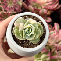 Rare Succulents - Echeveria Lovely Rose Variegata