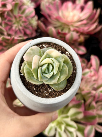 Rare Succulents - Echeveria Lovely Rose Variegata