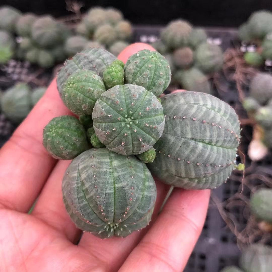 Rare Euphorbia - Euphorbia Obesa small cluster