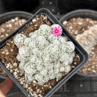 Rare Cactus - Mammillaria Humboldtii (2.5”-3”)