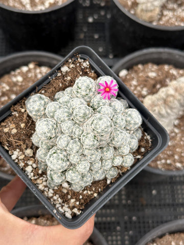 Rare Cactus - Mammillaria Humboldtii (2.5”-3”)