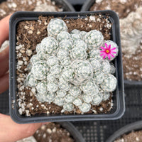 Rare Cactus - Mammillaria Humboldtii (2.5”-3”)