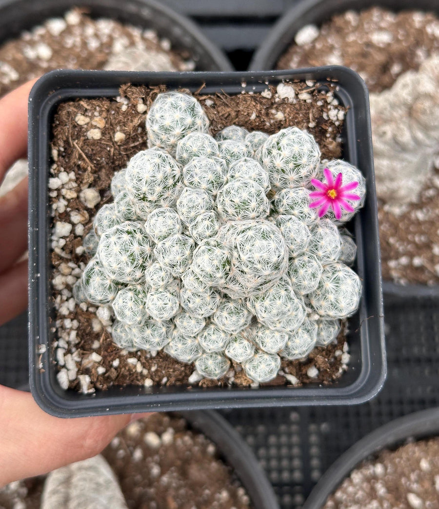 Rare Cactus - Mammillaria Humboldtii (2.5”-3”)