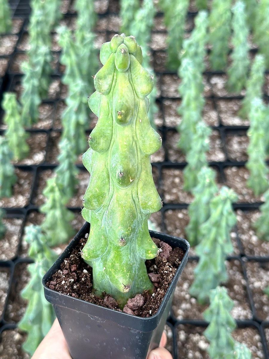 Rare Boobie Cactus, Mothers Day Gift, Myrtillocactus Geometrizans Fukurokuryuzinboku (4