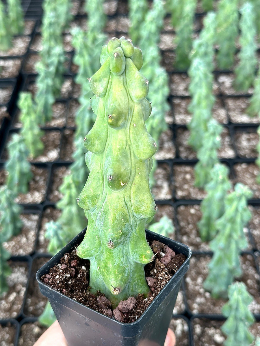 Rare Boobie Cactus, Mothers Day Gift, Myrtillocactus Geometrizans Fukurokuryuzinboku (4