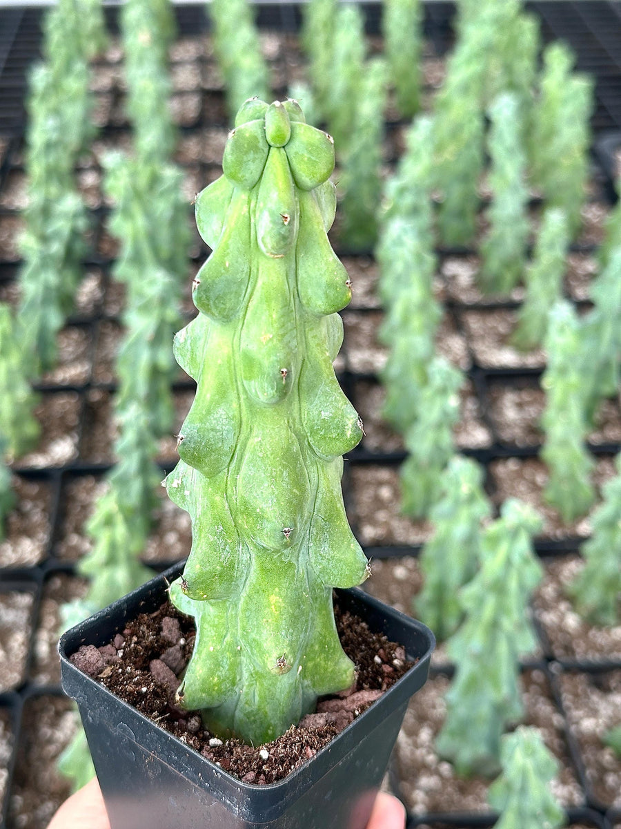 Rare Boobie Cactus, Mothers Day Gift, Myrtillocactus Geometrizans Fukurokuryuzinboku (4