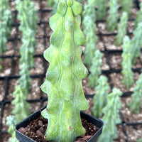 Rare Boobie Cactus, Mothers Day Gift, Myrtillocactus Geometrizans Fukurokuryuzinboku (4"-10")