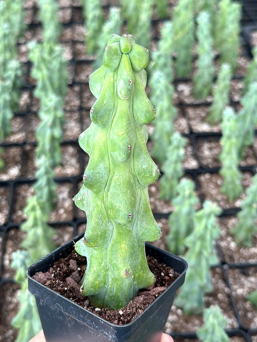 Rare Boobie Cactus, Mothers Day Gift, Myrtillocactus Geometrizans Fukurokuryuzinboku (4