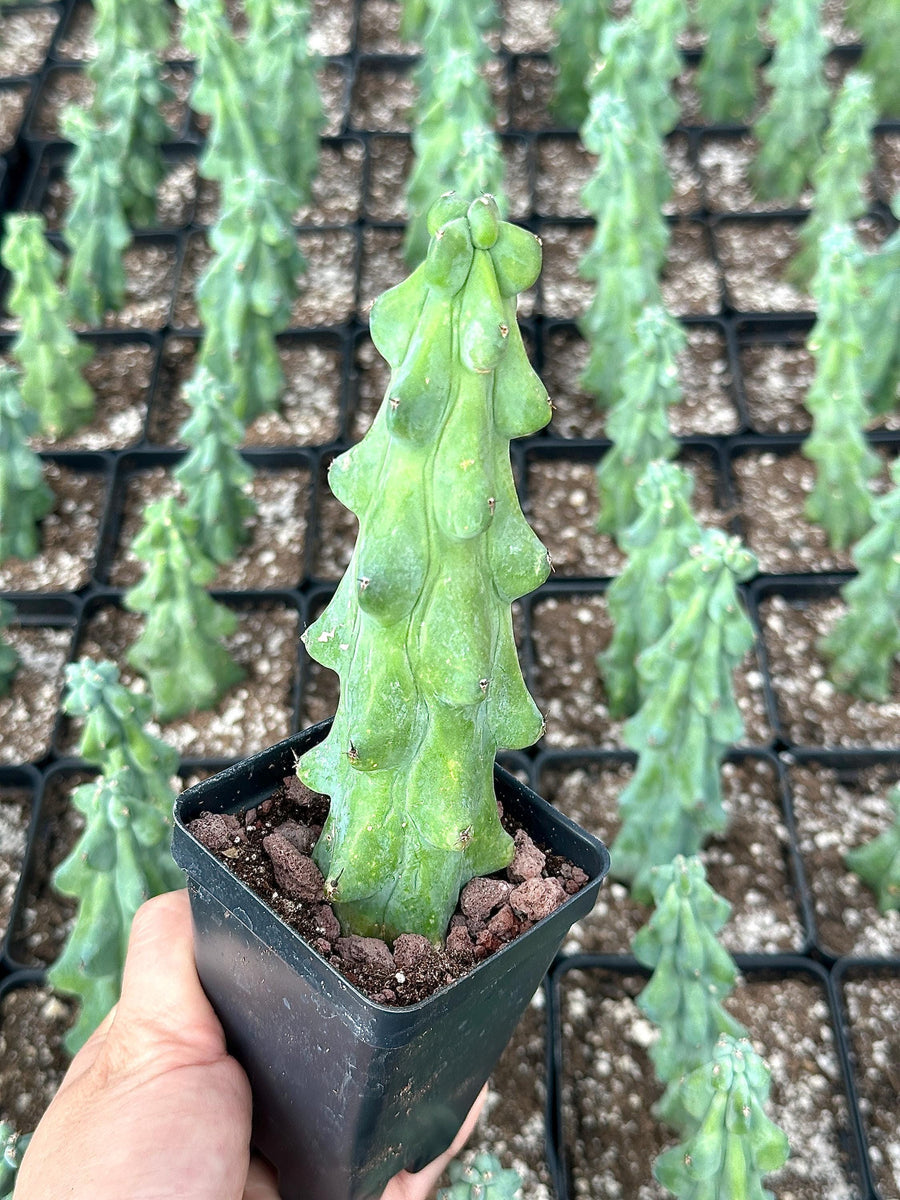 Rare Boobie Cactus, Mothers Day Gift, Myrtillocactus Geometrizans Fukurokuryuzinboku (4