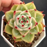 Rare Succulents - Echeveria Agavoides Blue Dragon