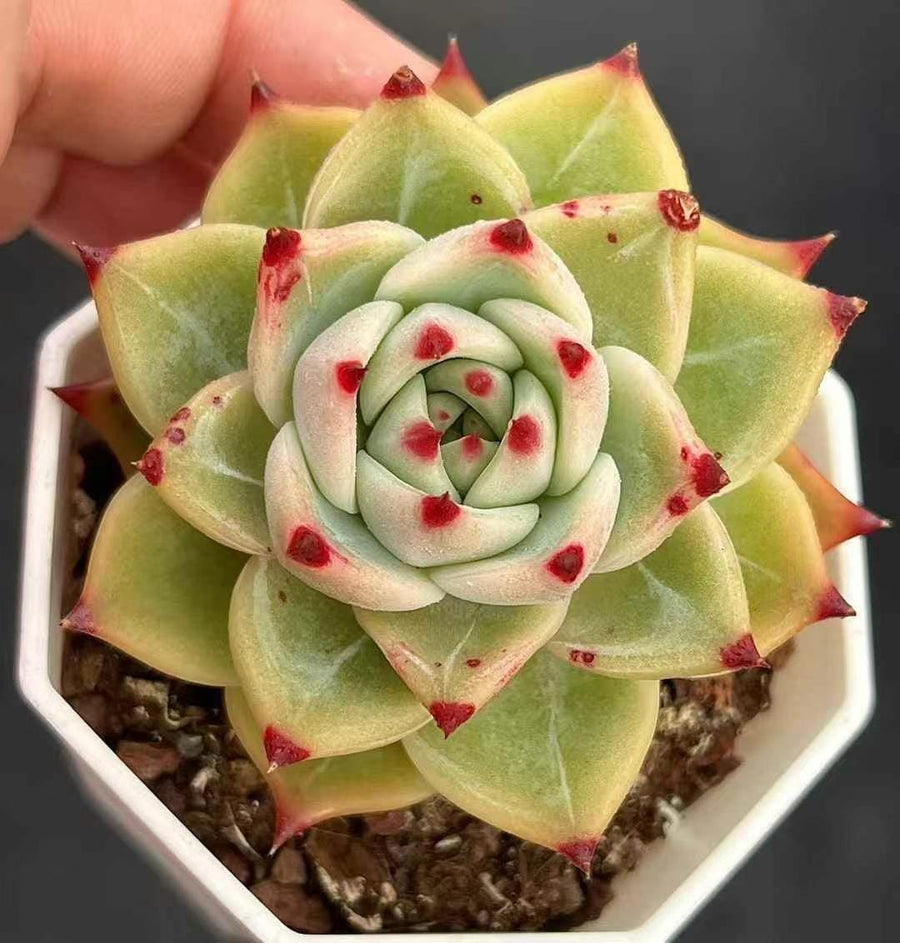 Rare Succulents - Echeveria Agavoides Blue Dragon