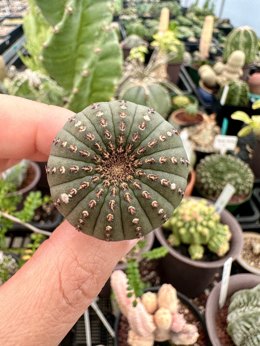 Rare Cactus - Frailea Castanea 13+ Ribs (1.5”)