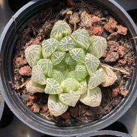 Rare Succulents - Haworthia White Cooperi Variegata cluster