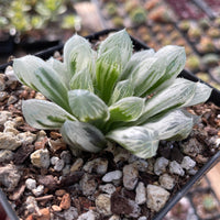 Rare Succulents - Haworthia White Cooperi Variegata cluster