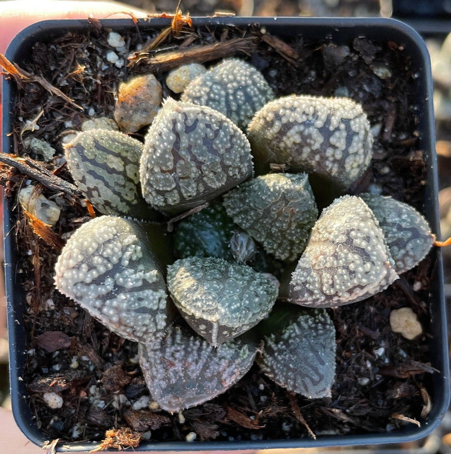 Rare Succulents - Haworthia Mordor (2.5")