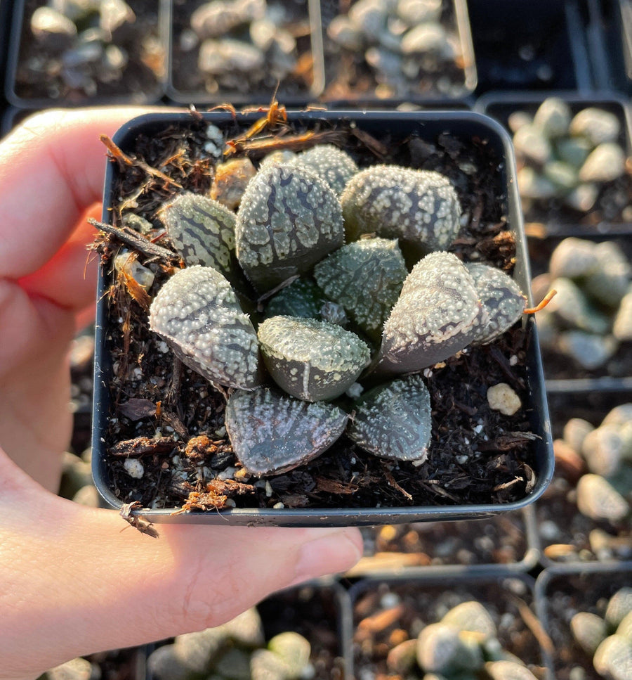 Rare Succulents - Haworthia Mordor (2.5")