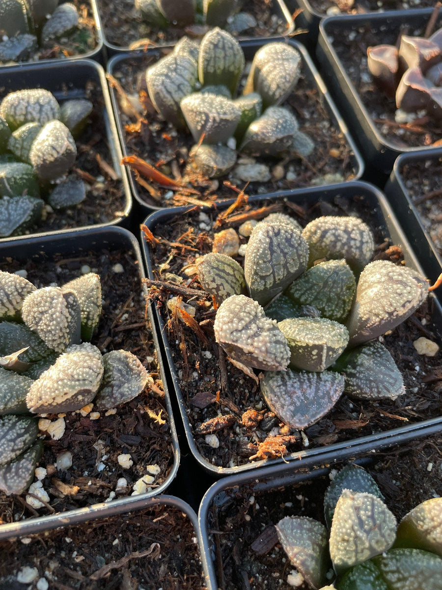 Rare Succulents - Haworthia Mordor (2.5")