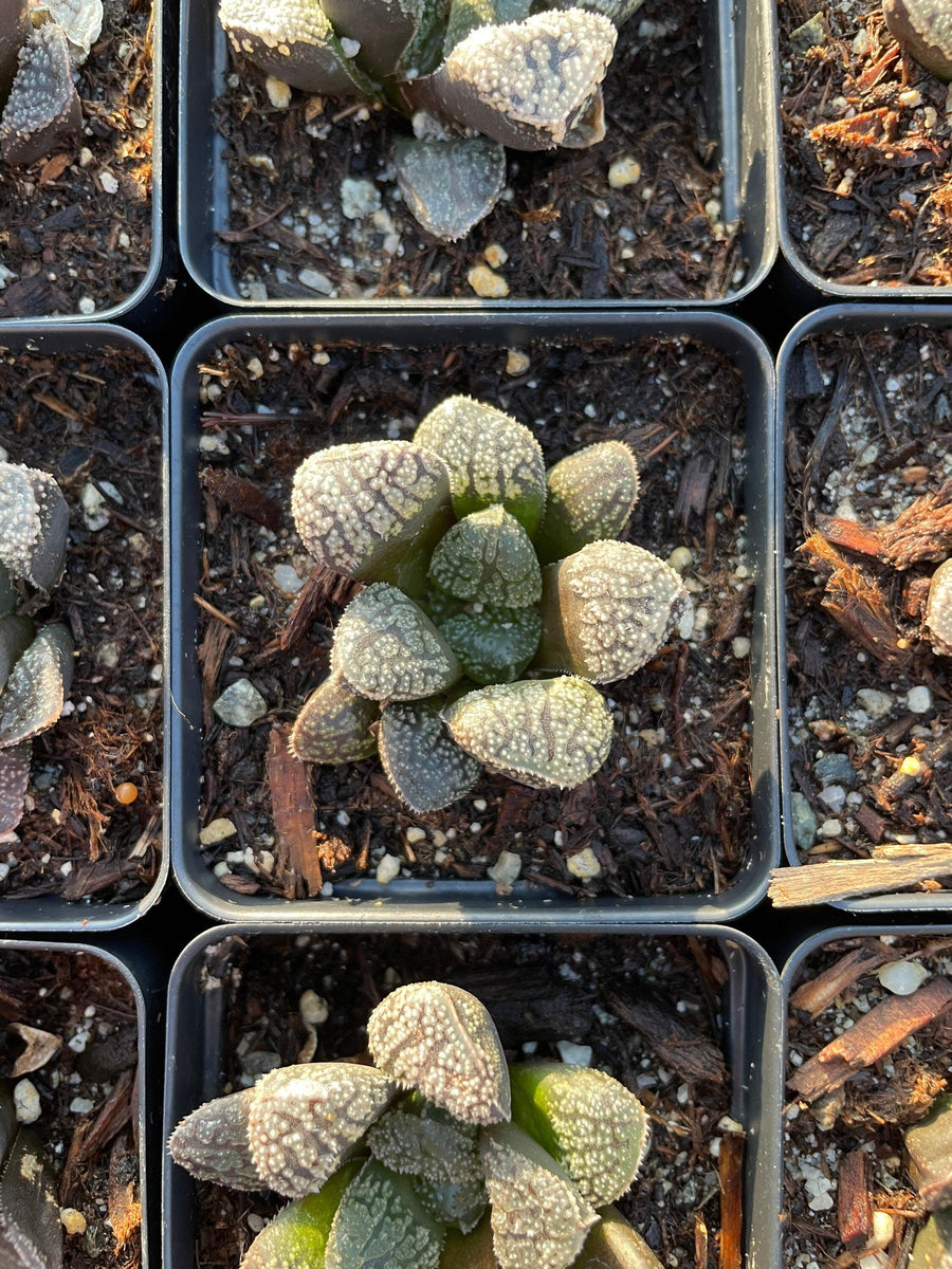 Rare Succulents - Haworthia Mordor (2.5")