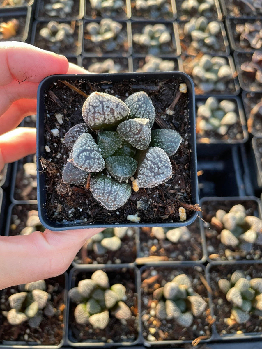 Rare Succulents - Haworthia Mordor (2.5")