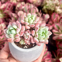 Echeveria Sakura, Succulent Plant Unique Home Decor Gift Low Maintenance Greenery