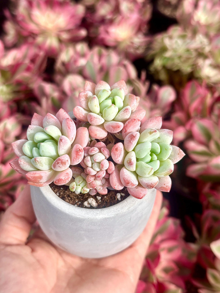 Echeveria Sakura, Succulent Plant Unique Home Decor Gift Low Maintenance Greenery