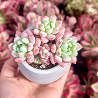 Echeveria Sakura, Succulent Plant Unique Home Decor Gift Low Maintenance Greenery