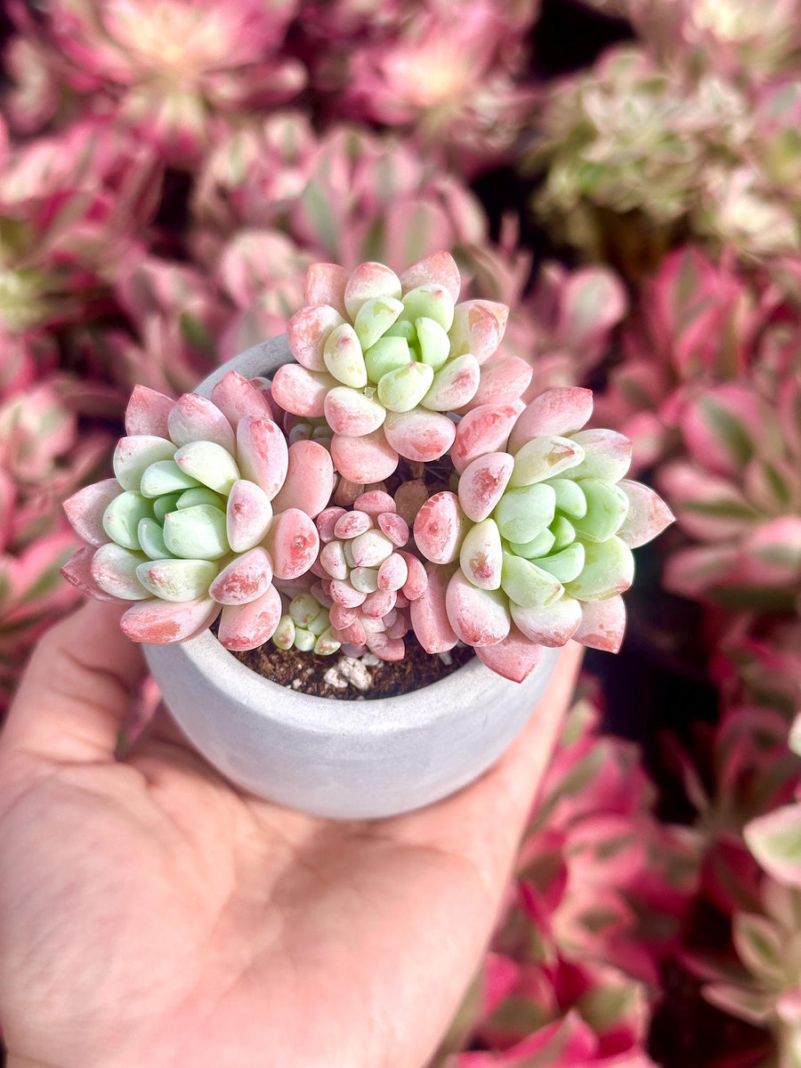 Echeveria Sakura, Succulent Plant Unique Home Decor Gift Low Maintenance Greenery