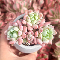 Echeveria Sakura, Succulent Plant Unique Home Decor Gift Low Maintenance Greenery