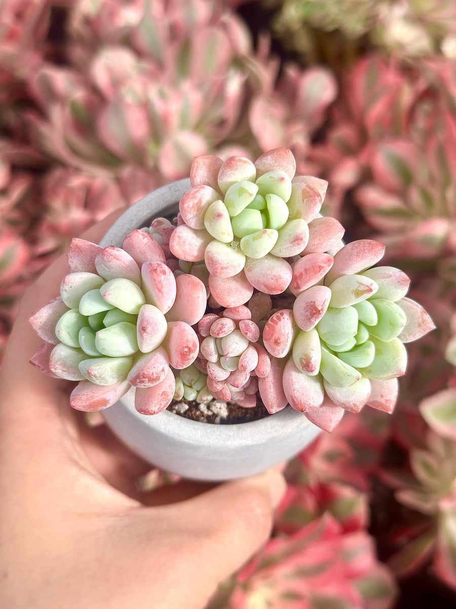 Echeveria Sakura, Succulent Plant Unique Home Decor Gift Low Maintenance Greenery