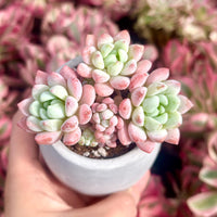 Echeveria Sakura, Succulent Plant Unique Home Decor Gift Low Maintenance Greenery