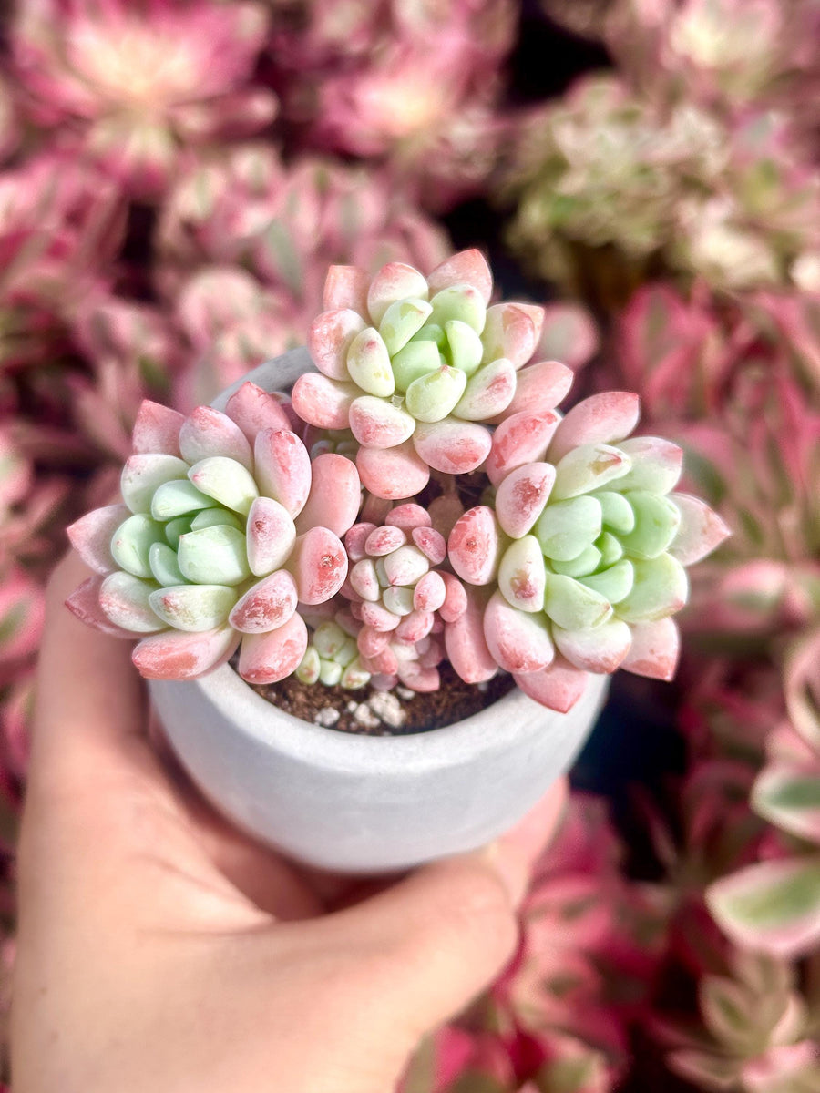 Echeveria Sakura, Succulent Plant Unique Home Decor Gift Low Maintenance Greenery