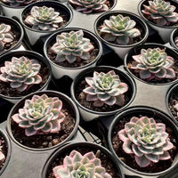 Echeveria Atlantis Variegated, Succulent Plant Unique Home Decor Gift Low Maintenance Greenery