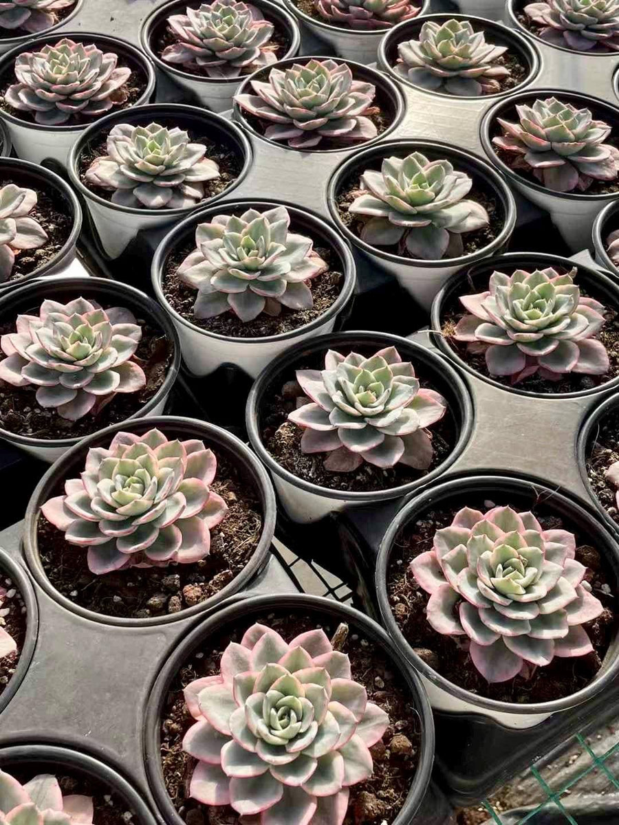 Echeveria Atlantis Variegated, Succulent Plant Unique Home Decor Gift Low Maintenance Greenery