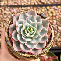 Echeveria Atlantis Variegated, Succulent Plant Unique Home Decor Gift Low Maintenance Greenery