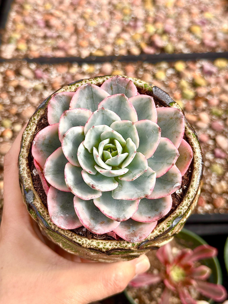 Echeveria Atlantis Variegated, Succulent Plant Unique Home Decor Gift Low Maintenance Greenery