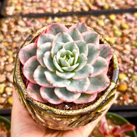 Echeveria Atlantis Variegated, Succulent Plant Unique Home Decor Gift Low Maintenance Greenery