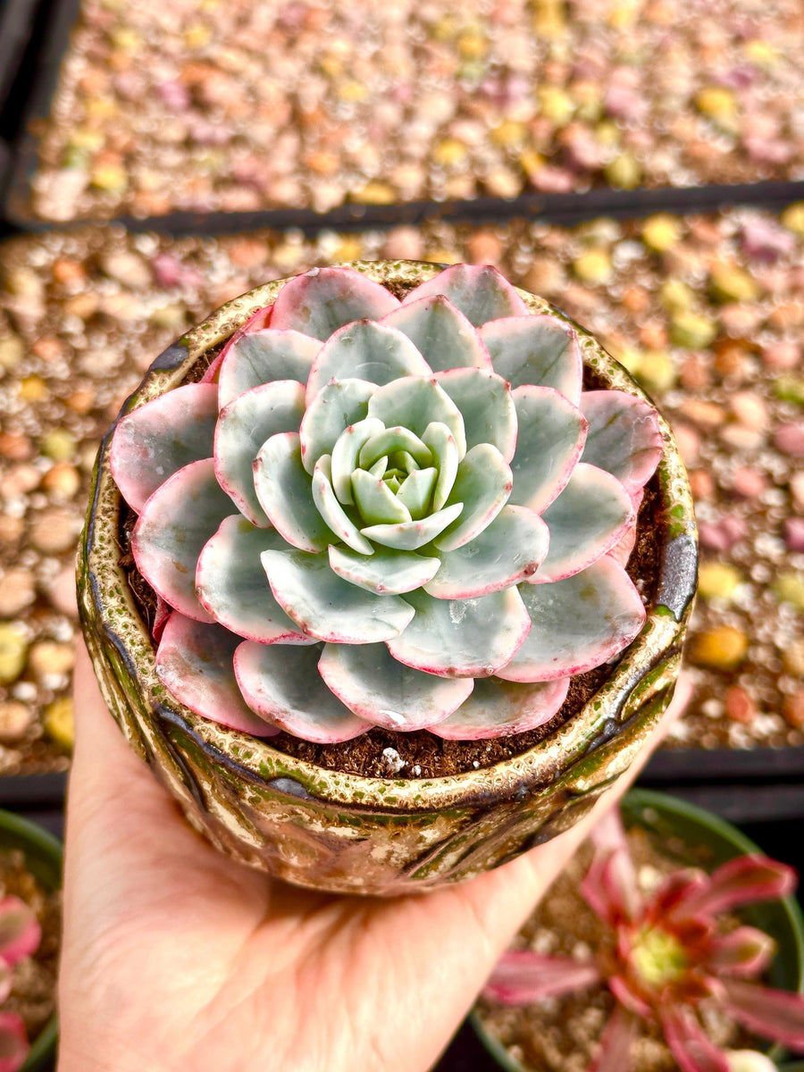 Echeveria Atlantis Variegated, Succulent Plant Unique Home Decor Gift Low Maintenance Greenery