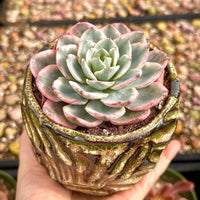 Echeveria Atlantis Variegated, Succulent Plant Unique Home Decor Gift Low Maintenance Greenery