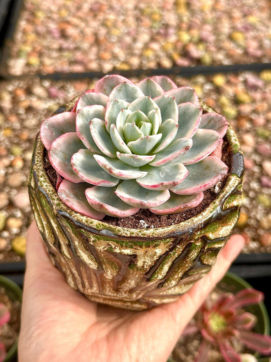 Echeveria Atlantis Variegated, Succulent Plant Unique Home Decor Gift Low Maintenance Greenery