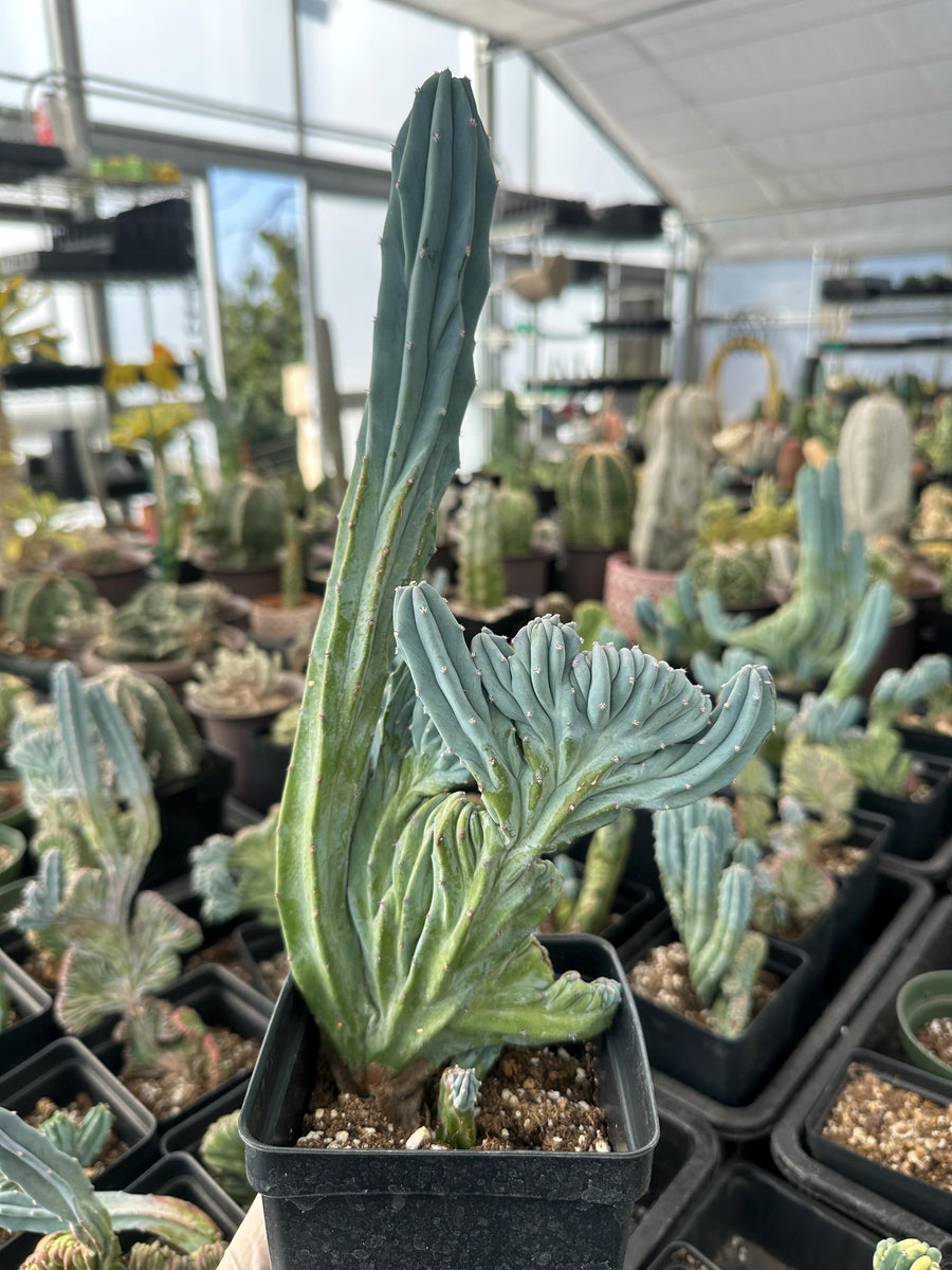 Rare Cactus - Myrtillocactus Geometrizans Crested