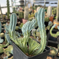 Rare Cactus - Myrtillocactus Geometrizans Crested