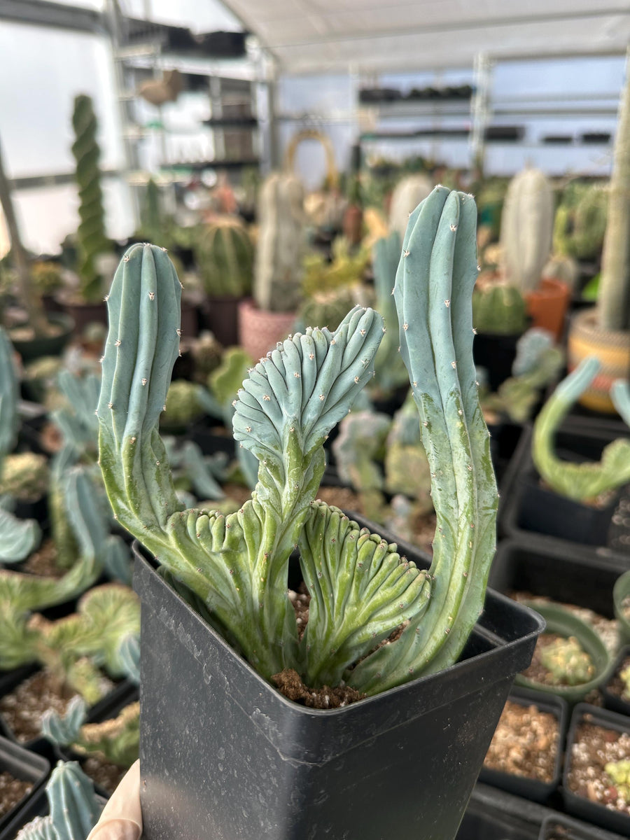 Rare Cactus - Myrtillocactus Geometrizans Crested