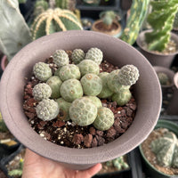 Rare Cactus - Tephrocactus Geometricus Cluster (2)