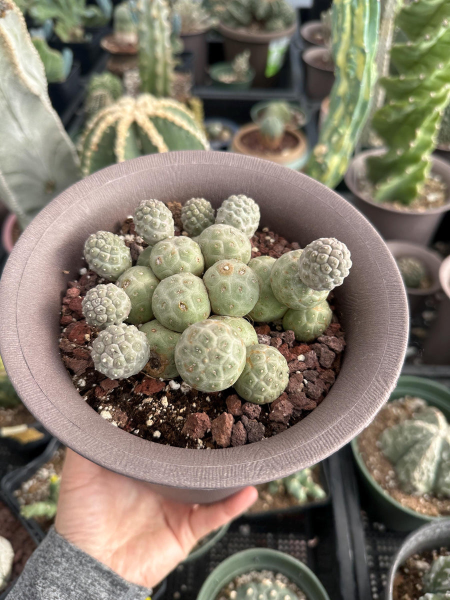 Rare Cactus - Tephrocactus Geometricus Cluster (2)