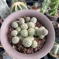 Rare Cactus - Tephrocactus Geometricus Cluster (2)