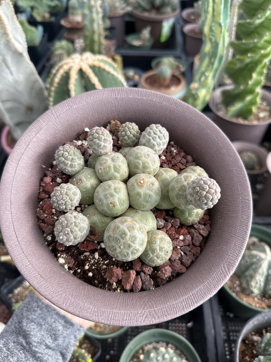 Rare Cactus - Tephrocactus Geometricus Cluster (2)